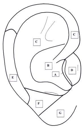 schema auriculothérapie