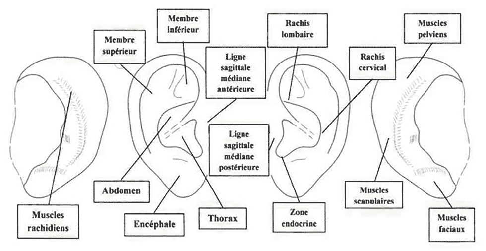 schémas oreille