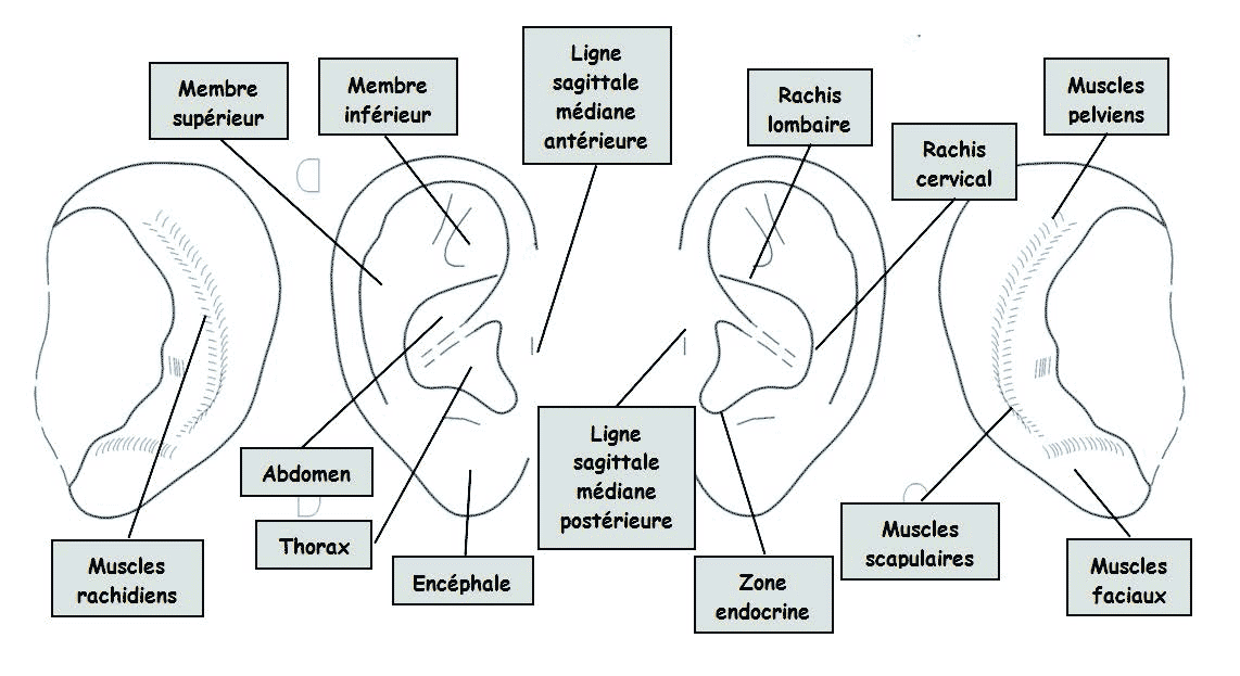 Auriculothérapie ou acupuncture de l'oreille - FMTC Académie