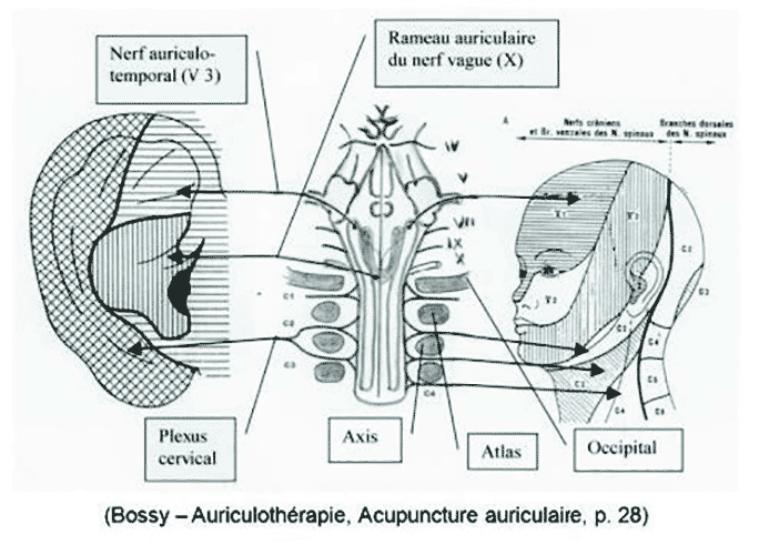 Masseur auriculaire oreilles sans fil points d'acupuncture dispositif de  soins vibrants soulagement de la douleur pression 739804168653 