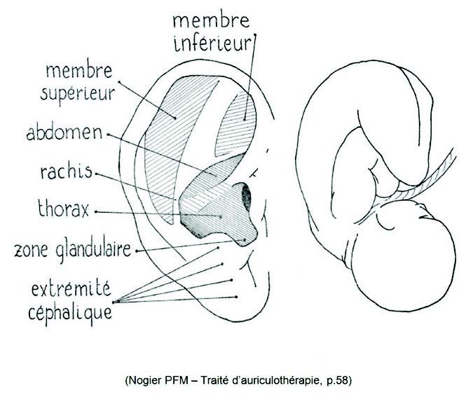 Auriculothérapie ou acupuncture de l'oreille - FMTC Académie